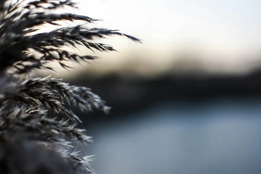 photo artistique d'une branche de pin au coucher du soleil